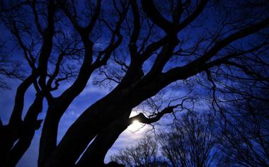 月光大树自然风景桌面壁纸