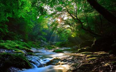 森林里美丽的溪水美景壁纸大图