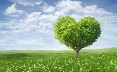 田野里的爱心树绿色风景桌面壁纸