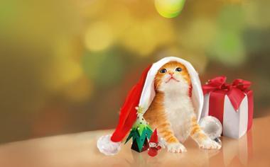 圣诞节礼物可爱超萌小猫咪壁纸