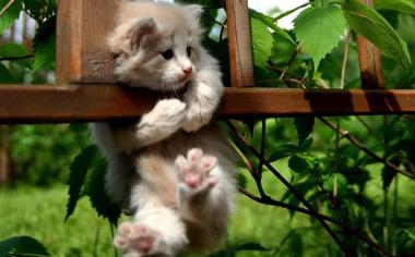 翻越栅栏的小猫猫可爱卖萌壁纸