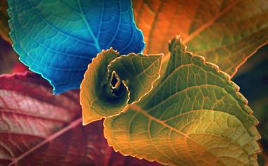 秋天漂亮的彩色叶子壁纸高清下载