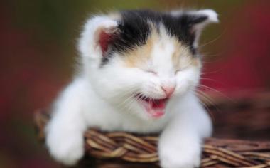 竹篮里的小猫咪可爱卖萌壁纸