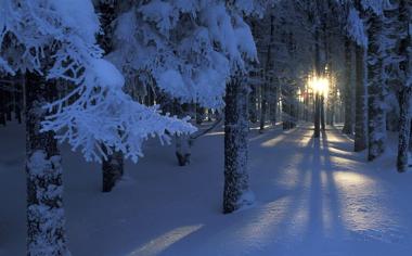 冬季树林里好看的雪景桌面壁纸