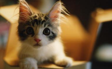 趴着样子超萌的可爱小猫壁纸