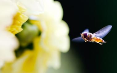 飞向花朵的小蜜蜂桌面壁纸