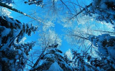 冬季树林的雪松雪景桌面壁纸