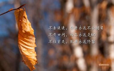 秋叶正能量励志文字壁纸