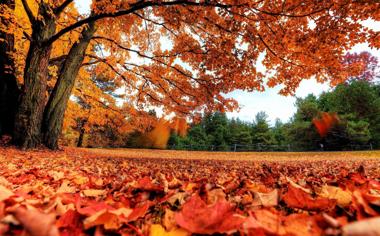 好看的秋天落叶唯美桌面壁纸