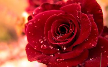 火红的玫瑰花壁纸高清大图