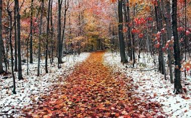秋天铺满落叶的道路唯美桌面壁纸