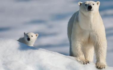 雪地上可爱北极熊妈妈和宝宝高清壁纸