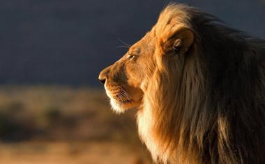 非洲大草原上的雄狮高清壁纸