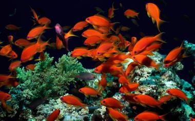 红色海底世界鱼群桌面壁纸