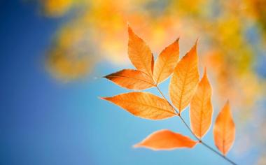 静美的秋叶高清壁纸图片
