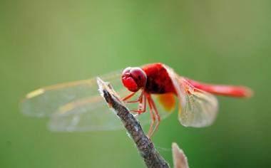 枝头上好看的红蜻蜓桌面背景