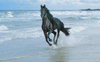 海滩上奔跑的骏马高清壁纸