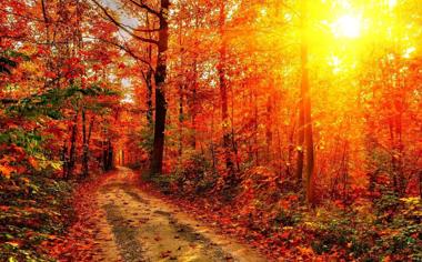 秋天火红的落叶风景桌面壁纸