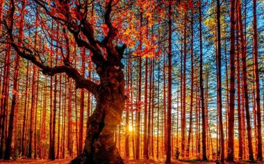 秋季森林黄昏唯美风景桌面壁纸