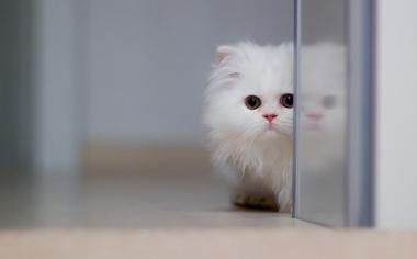 玻璃门旁可爱的白色猫咪壁纸