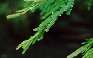 雨后绿叶高清护眼桌面壁纸