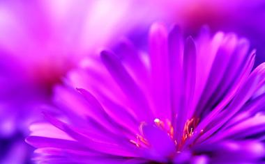 紫色花朵唯美桌面壁纸背景