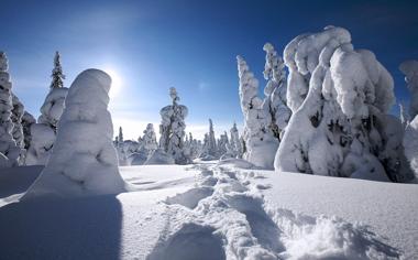芬兰大雪覆盖的森林雪景宽屏桌面壁纸