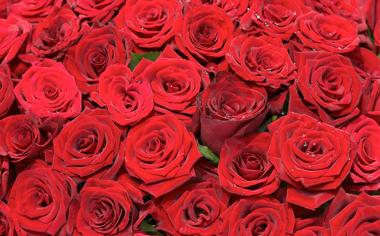 红色玫瑰花壁纸高清大图