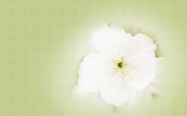白色花朵小清新桌面背景图片