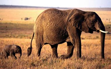 非洲行走的大象母子，亲情无限。