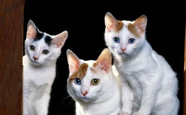 三只可爱的小猫