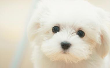 白色的可爱小狗卖萌桌面壁纸