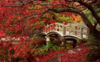 秋天枫叶风景桌面壁纸