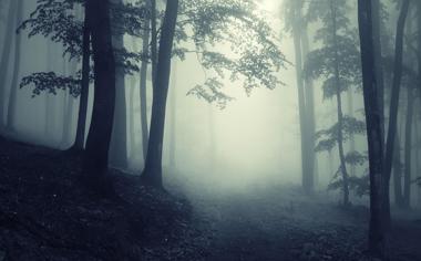 云雾缭绕森林深处自然风景桌面壁纸