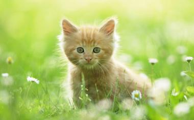 草丛可爱的小猫咪高清小清新壁纸