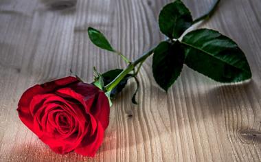 一枝红玫瑰花电脑桌面壁纸