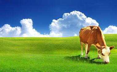 绿色的草原吃草的奶牛护眼桌面壁纸