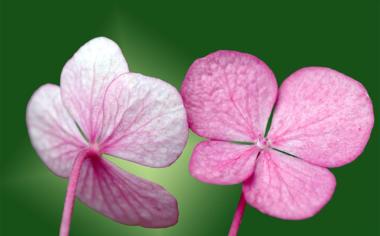 粉色花朵桌面背景图片