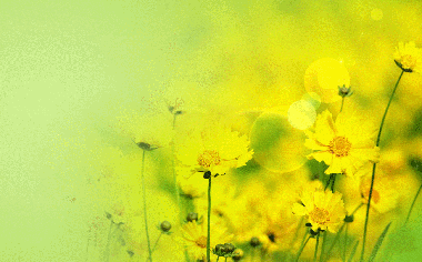 秋天盛開的黃色菊花