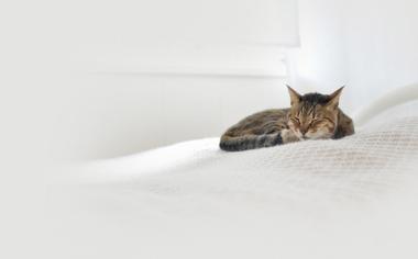 午睡的小猫咪壁纸图片