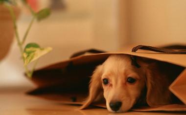 手提袋里的小狗可爱壁纸