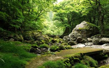 绿色森林,树木,岩石,小溪,自然风景桌面壁纸