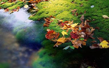 河边好看的秋叶桌面壁纸