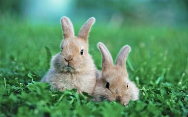 草地上的两只兔子桌面壁纸