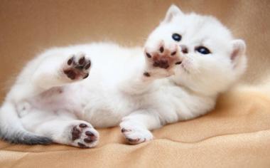 可爱白色的小猫咪壁纸