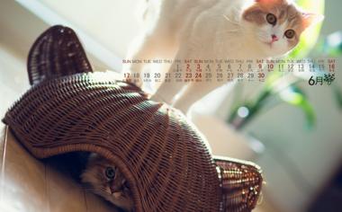 六月可爱猫猫捉迷藏月历壁纸