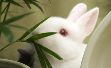可爱的小白兔电脑桌面壁纸