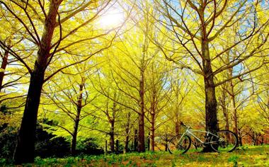 秋天树林里的单车唯美风景桌面壁纸