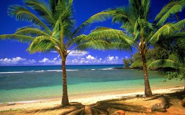棕榈树海边风景壁纸