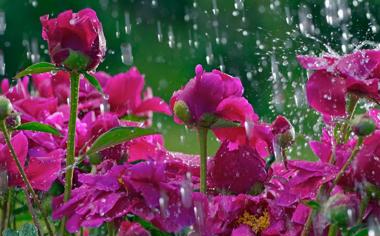 雨水中的玫瑰花高清壁纸
